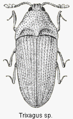 trixagus sp.gif
